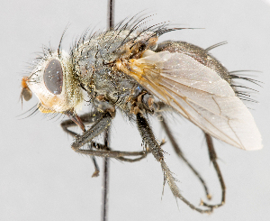  (Agicuphocera - CNC487535)  @11 [ ] No Rights Reserved (2016) Unspecified Canadian National Collection of Insects, Arachnids and Nematodes