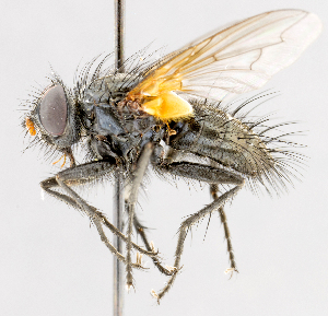  (Chiloclista bicolor - CNC487546)  @11 [ ] No Rights Reserved (2016) Unspecified Canadian National Collection of Insects, Arachnids and Nematodes