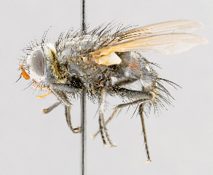  (Comops ruficornis - CNC487592)  @11 [ ] No Rights Reserved (2016) Unspecified Canadian National Collection of Insects, Arachnids and Nematodes