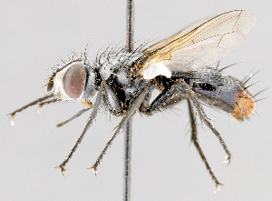  ( - CNC487597)  @11 [ ] No Rights Reserved (2016) Unspecified Canadian National Collection of Insects, Arachnids and Nematodes