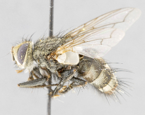  (Tachinomyia sp. GER1 - CNC554702)  @13 [ ] No Rights Reserved (2016) Unspecified Canadian National Collection of Insects, Arachnids and Nematodes