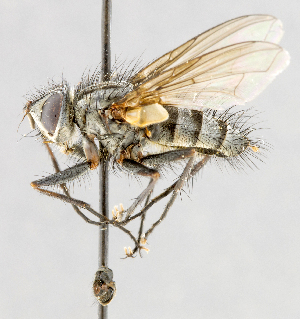 ( - CNC554898)  @13 [ ] No Rights Reserved (2016) Unspecified Canadian National Collection of Insects, Arachnids and Nematodes