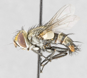  (Winthemia sp. GER2 - CNC557400)  @11 [ ] No Rights Reserved (2016) Unspecified Canadian National Collection of Insects, Arachnids and Nematodes