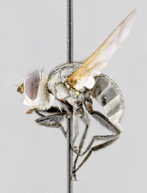  ( - CNC557456)  @11 [ ] No Rights Reserved (2016) Unspecified Canadian National Collection of Insects, Arachnids and Nematodes