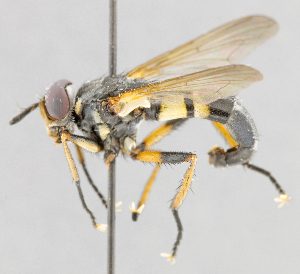  ( - CNC565953)  @11 [ ] No Rights Reserved (2016) Unspecified Canadian National Collection of Insects, Arachnids and Nematodes