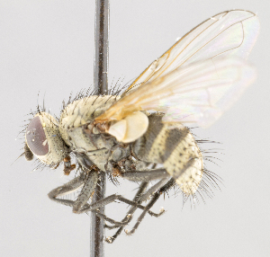  (Graphogaster sp. GER2 - CNC566045)  @11 [ ] No Rights Reserved (2016) Unspecified Canadian National Collection of Insects, Arachnids and Nematodes