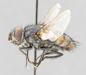  (Winthemia sp. GER4 - CNC572102)  @13 [ ] No Rights Reserved (2016) Unspecified Canadian National Collection of Insects, Arachnids and Nematodes