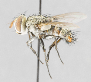  (Winthemia sp. GER5 - CNC572243)  @11 [ ] No Rights Reserved (2016) Unspecified Canadian National Collection of Insects, Arachnids and Nematodes