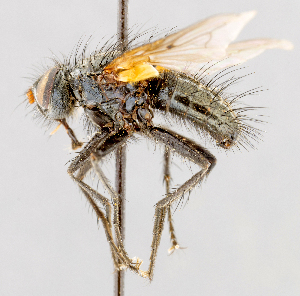  ( - CNC602368)  @11 [ ] No Rights Reserved (2016) Unspecified Canadian National Collection of Insects, Arachnids and Nematodes