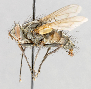  ( - CNC602746)  @13 [ ] No Rights Reserved (2016) Unspecified Canadian National Collection of Insects, Arachnids and Nematodes