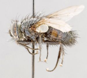  (Hubneria estigmenensis - CNC602749)  @13 [ ] No Rights Reserved (2016) Unspecified Canadian National Collection of Insects, Arachnids and Nematodes