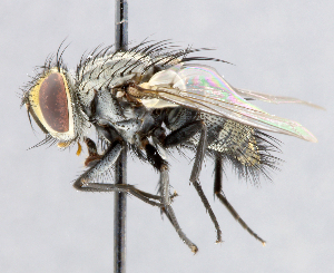  (Lespesia sp. 1 - CNC_Diptera258102)  @11 [ ] No Rights Reserved (2015) Unspecified CNC