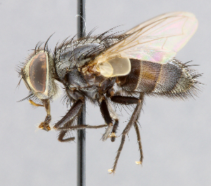  (Lespesia stonei - CNC_Diptera258112)  @15 [ ] No Rights Reserved (2015) Unspecified CNC