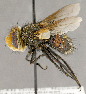  (Gonia sp. GER1 - CNC696303)  @14 [ ] No Rights Reserved (2018) Unspecified Canadian National Collection of Insects, Arachnids and Nematodes