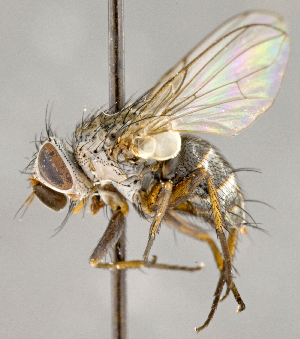 ( - CNC707174)  @14 [ ] No Rights Reserved (2018) Unspecified Canadian National Collection of Insects, Arachnids and Nematodes