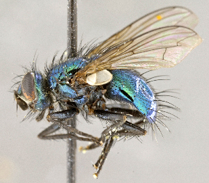  ( - CNC707194)  @13 [ ] No Rights Reserved (2018) Unspecified Canadian National Collection of Insects, Arachnids and Nematodes