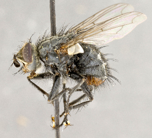  ( - CNC708518)  @13 [ ] No Rights Reserved (2018) Unspecified Canadian National Collection of Insects, Arachnids and Nematodes