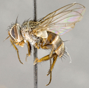  ( - CNC722801)  @14 [ ] No Rights Reserved (2018) Unspecified Canadian National Collection of Insects, Arachnids and Nematodes