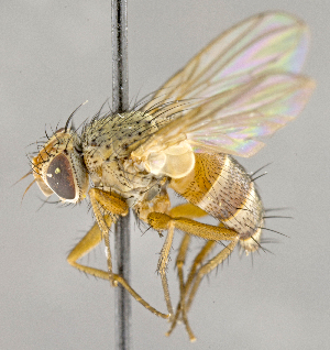  ( - CNC740206)  @11 [ ] No Rights Reserved (2018) Unspecified Canadian National Collection of Insects, Arachnids and Nematodes