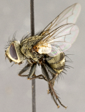  (Tachinomyia sp. GER2 - CNC740219)  @11 [ ] No Rights Reserved (2018) Unspecified Canadian National Collection of Insects, Arachnids and Nematodes