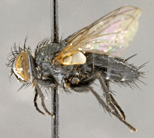  ( - CNC751648)  @13 [ ] No Rights Reserved (2018) Unspecified Canadian National Collection of Insects, Arachnids and Nematodes