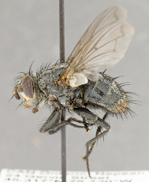  ( - CNC751782)  @13 [ ] No Rights Reserved (2018) Unspecified Canadian National Collection of Insects, Arachnids and Nematodes