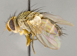  ( - CNC751802)  @15 [ ] No Rights Reserved (2018) Unspecified Canadian National Collection of Insects, Arachnids and Nematodes