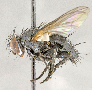  ( - CNC751839)  @13 [ ] No Rights Reserved (2018) Unspecified Canadian National Collection of Insects, Arachnids and Nematodes