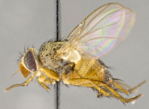  ( - CNC751843)  @15 [ ] No Rights Reserved (2018) Unspecified Canadian National Collection of Insects, Arachnids and Nematodes