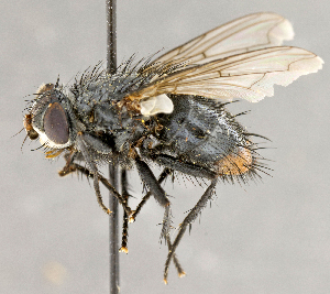  ( - CNC754718)  @13 [ ] No Rights Reserved (2018) Unspecified Canadian National Collection of Insects, Arachnids and Nematodes