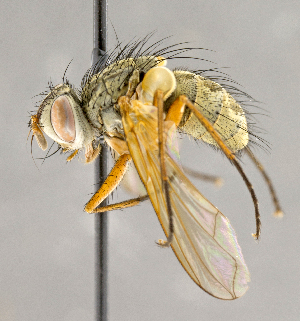  ( - CNC840286)  @11 [ ] No Rights Reserved (2018) Unspecified Canadian National Collection of Insects, Arachnids and Nematodes