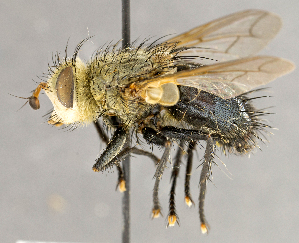  ( - CNC840524)  @13 [ ] No Rights Reserved (2018) Unspecified Canadian National Collection of Insects, Arachnids and Nematodes