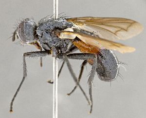  ( - CNC852571)  @11 [ ] No Rights Reserved (2018) Unspecified Canadian National Collection of Insects, Arachnids and Nematodes