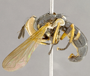  ( - CNC852580)  @11 [ ] No Rights Reserved (2018) Unspecified Canadian National Collection of Insects, Arachnids and Nematodes