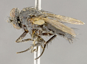  ( - CNC852606)  @13 [ ] No Rights Reserved (2018) Unspecified Canadian National Collection of Insects, Arachnids and Nematodes