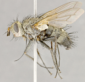  ( - CNC852613)  @11 [ ] No Rights Reserved (2018) Unspecified Canadian National Collection of Insects, Arachnids and Nematodes