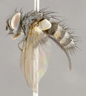  (Euthelyconychia sp. JOS1 - CNC852626)  @11 [ ] No Rights Reserved (2018) Unspecified Canadian National Collection of Insects, Arachnids and Nematodes
