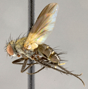  (Phytomyptera johnsoni - CNC864512)  @11 [ ] No Rights Reserved (2018) Unspecified Canadian National Collection of Insects, Arachnids and Nematodes
