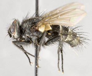  ( - CNC554647)  @13 [ ] No Rights Reserved (2019) Unspecified Canadian National Collection of Insects, Arachnids and Nematodes