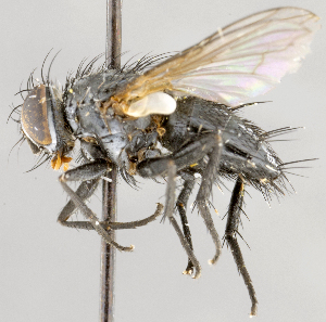  ( - CNC554743)  @13 [ ] No Rights Reserved (2021) Unspecified Canadian National Collection of Insects, Arachnids and Nematodes