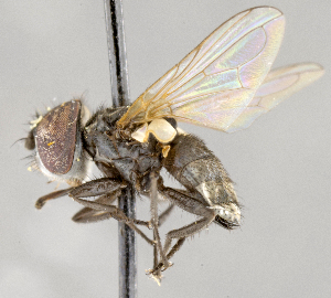  ( - CNC554866)  @11 [ ] No Rights Reserved (2017) Unspecified Canadian National Collection of Insects, Arachnids and Nematodes