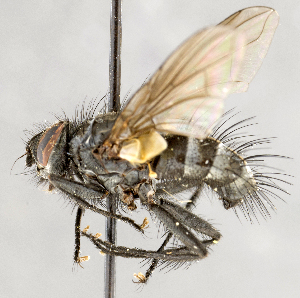  ( - CNC557355)  @13 [ ] No Rights Reserved (2024) Unspecified Canadian National Collection of Insects, Arachnids and Nematodes