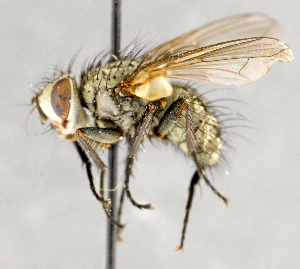  ( - CNC557455)  @13 [ ] No Rights Reserved (2025) Unspecified Canadian National Collection of Insects, Arachnids and Nematodes