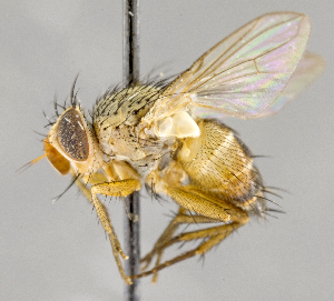  ( - CNC572224)  @15 [ ] No Rights Reserved (2017) Unspecified Canadian National Collection of Insects, Arachnids and Nematodes