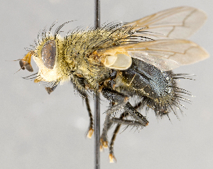  ( - CNC572271)  @13 [ ] No Rights Reserved (2017) Unspecified Canadian National Collection of Insects, Arachnids and Nematodes