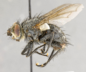  ( - CNC617783)  @13 [ ] No Rights Reserved (2017) Unspecified Canadian National Collection of Insects, Arachnids and Nematodes