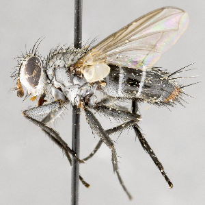  ( - CNC617795)  @11 [ ] No Rights Reserved (2037) Unspecified Canadian National Collection of Insects, Arachnids and Nematodes