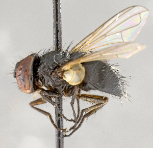  (Strongygaster robusta - CNC617800)  @13 [ ] No Rights Reserved (2017) Unspecified Canadian National Collection of Insects, Arachnids and Nematodes