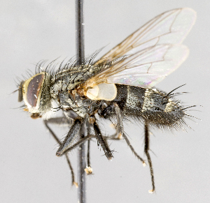  ( - CNC617814)  @11 [ ] No Rights Reserved (2017) Unspecified Canadian National Collection of Insects, Arachnids and Nematodes