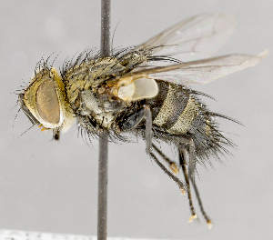  ( - CNC617821)  @13 [ ] No Rights Reserved (2017) Unspecified Canadian National Collection of Insects, Arachnids and Nematodes